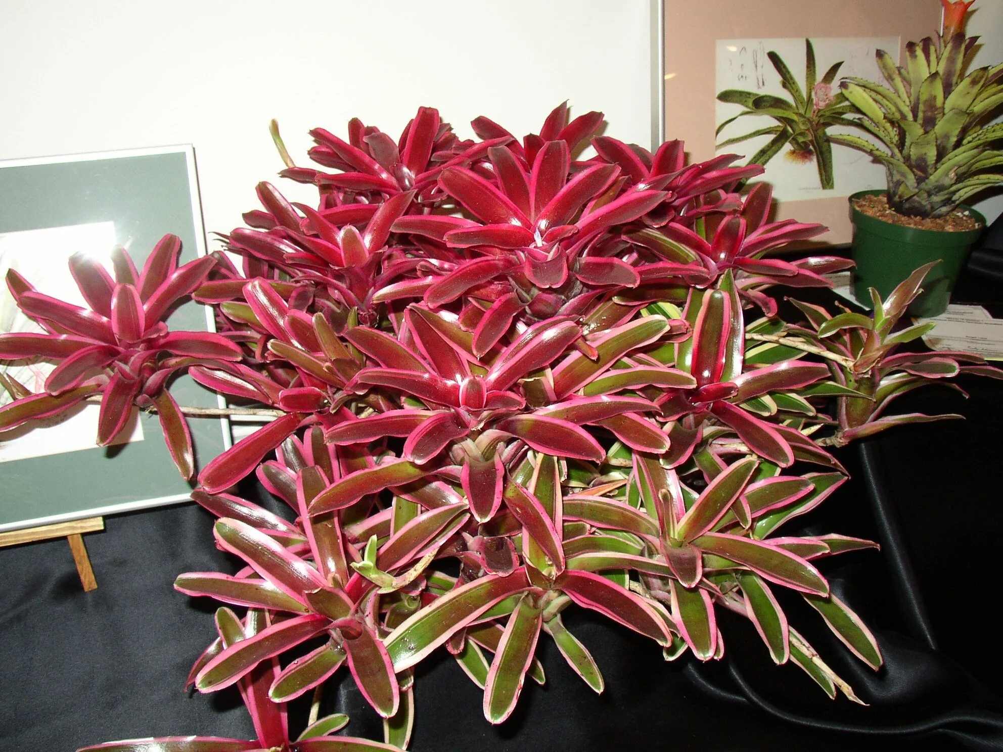 Neoregelia schultsiana 'Fireball Albomarginata' — Vintage Green